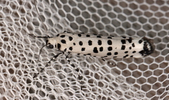 Yponomeuta internellus