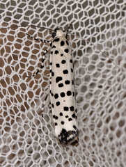 Yponomeuta internellus