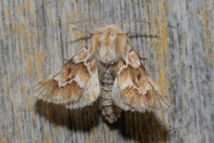 Acronicta geographica