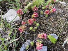 Sedum tenellum