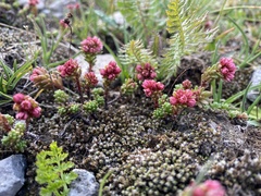 Sedum tenellum