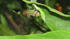 Danaus plexippus