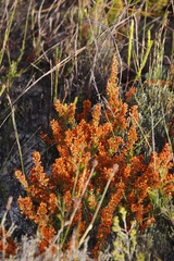 Erica nudiflora
