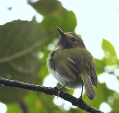 Hemitriccus granadensis