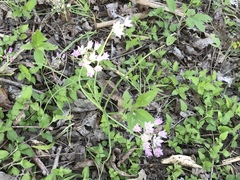 Allium drummondii
