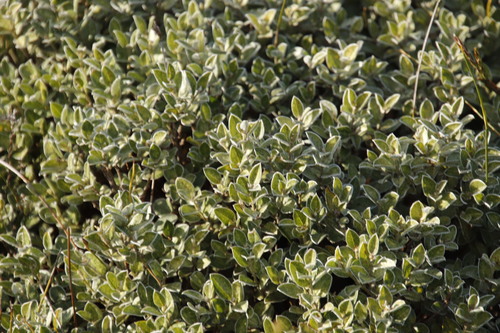 Image of Podalyria argentea by (c) Tony Rebelo, some rights reserved (CC BY-SA)