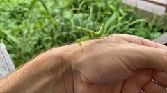 Hierodula patellifera
