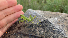 Hierodula patellifera