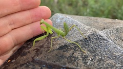 Hierodula patellifera