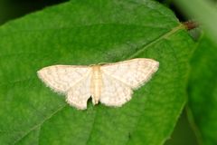 Idaea dilutaria