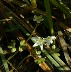 Ranunculus lobbii