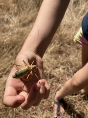 Steropleurus pseudolus