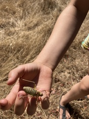 Steropleurus pseudolus