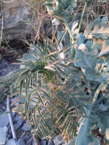 Image of Tagetes erecta by (c) София Р., some rights reserved (CC BY)