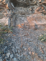 Allium atroviolaceum