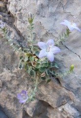 Campanula fragilis cavolinii