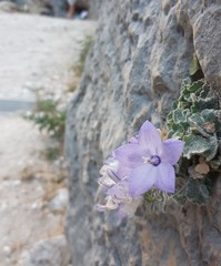 Campanula fragilis cavolinii