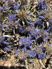 Eryngium dilatatum