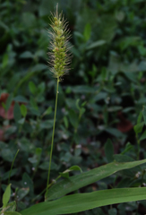 Setaria