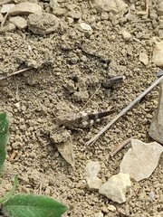 Oedipoda germanica