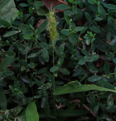 Setaria