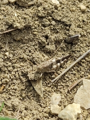 Oedipoda germanica