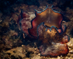 Pseudobiceros fulgor