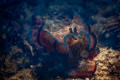 Pseudobiceros fulgor