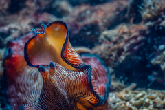 Pseudobiceros fulgor