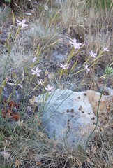 Dianthus ciliatus