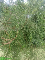 Dacrydium elatum