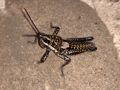 Monistria pustulifera