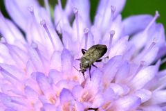 Lepidargyrus ancorifer