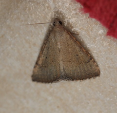 Madope auferens