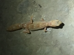 Diplodactylus