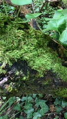 Homalia trichomanoides