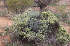 Maireana pyramidata