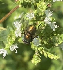 Lucilia