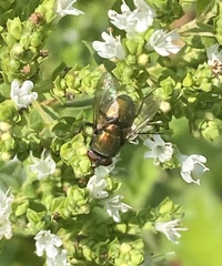 Lucilia