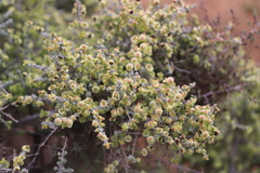 Maireana pyramidata