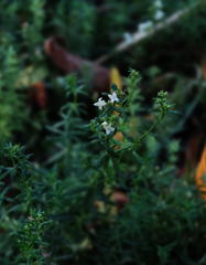 Galium