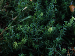 Galium