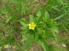 Potentilla norvegica