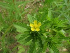 Potentilla norvegica