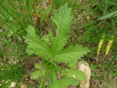 Potentilla norvegica