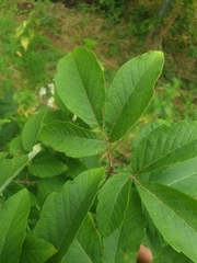 Acer maximowiczianum