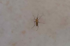 Coquillettidia xanthogaster