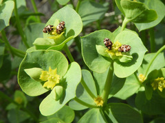 Euphorbia schizoloba