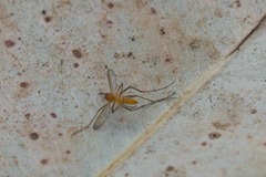 Coquillettidia xanthogaster