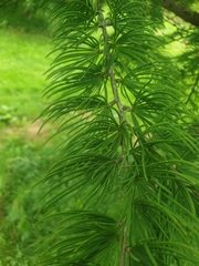 Pseudolarix amabilis